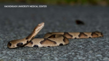 snake copperhead