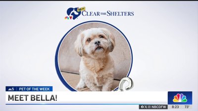 Pet of the Week: Bella