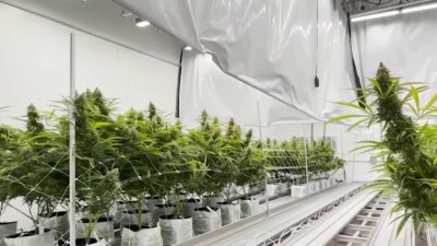 Uncertainty over statewide ban on THC products