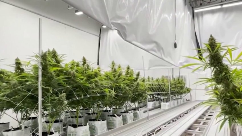 Uncertainty over statewide ban on THC products