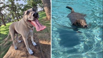 Dog days of summer: Buster and Stormy
