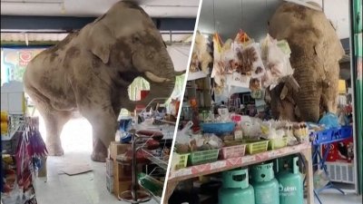 Hungry elephant looks for snacks in Thailand store