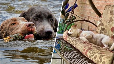 Dog Days of Summer: Retrievers and Picasso