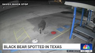 Black bear spotted in North Texas town of Savoy