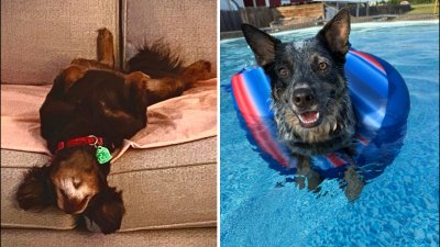 Dog Days of Summer: Coco and Gator