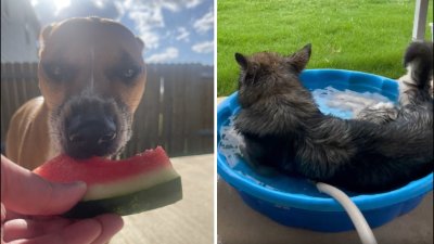 Dog Days of Summer: Dolly and Nacho
