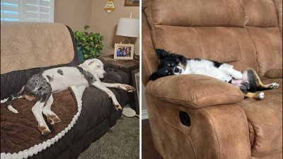Dog Days of Summer: Charley and Sadie Mae