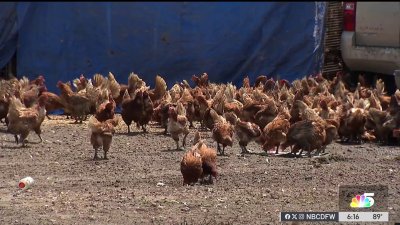 Thousands of chickens in Waxahachie ruffling feathers in community