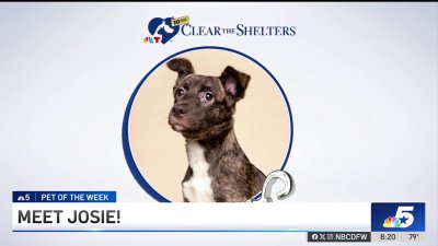 Pet of the Week: Josie