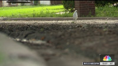 Egrets cause chaos in North Texas neighborhoods, but don't harm them