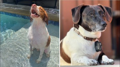 Dog Days of Summer: Rigby and Moose Tracks