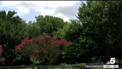 Deputies say Tarrant County man killed in dog attack