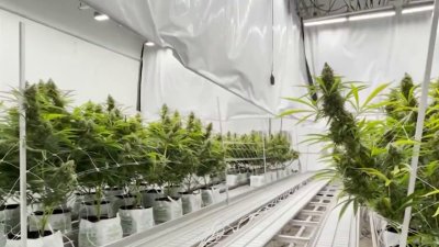 Deadline approaching for Gov. Abbott to sign THC ban
