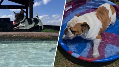 Dog Days of Summer: Ringo and Porkchop