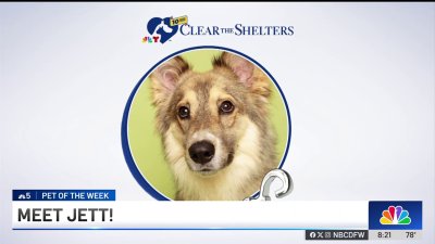 Pet of the Week: Jett