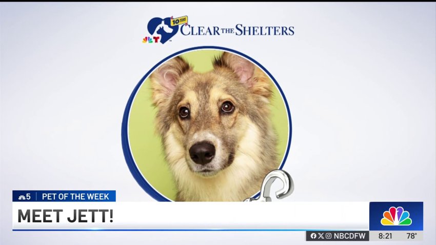Pet of the Week: Jett