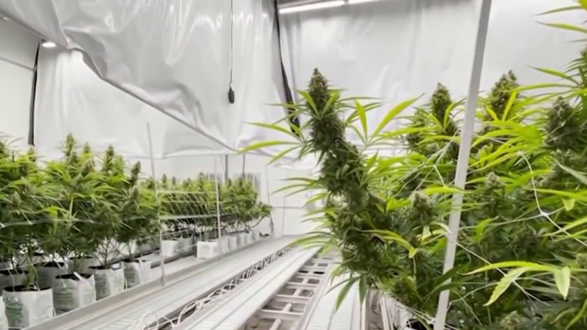 Governor Greg Abbott vetoes Texas THC ban