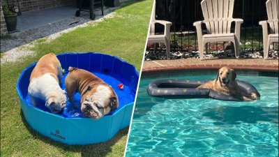 Dog Days of Summer: Frida, Duke and Eddie