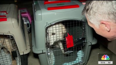 From shelter to soulmate: Heartwarming pet rescue journey takes flight