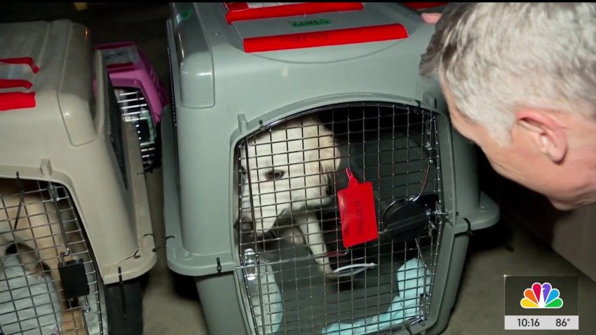 From shelter to soulmate: Heartwarming pet rescue journey takes flight
