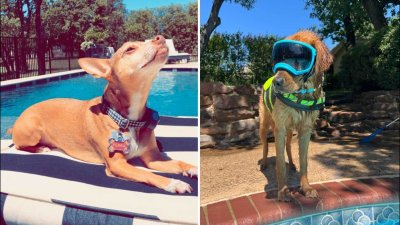 Dog Days of Summer: Perra and Dunkin