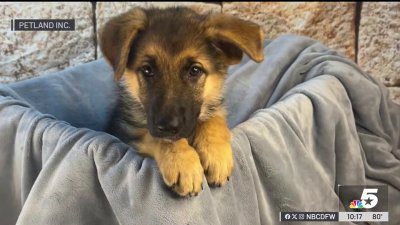Stolen puppy safely recovered after theft from McKinney pet store