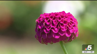 Dallas Arboretum tests thousands of plants to help Texans garden smarter