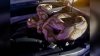 15-foot python found inside vehicle engine, safely removed by Garland Animal Control