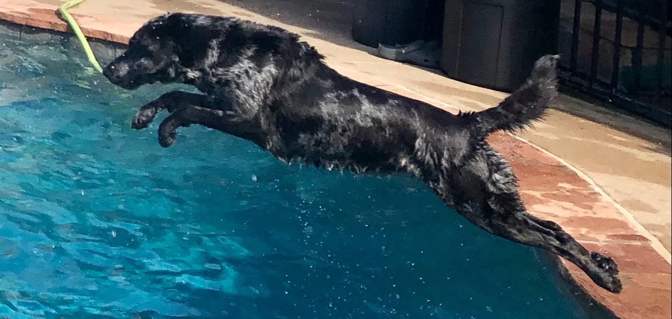 The pool is open, and Raisin is in perfect form!
