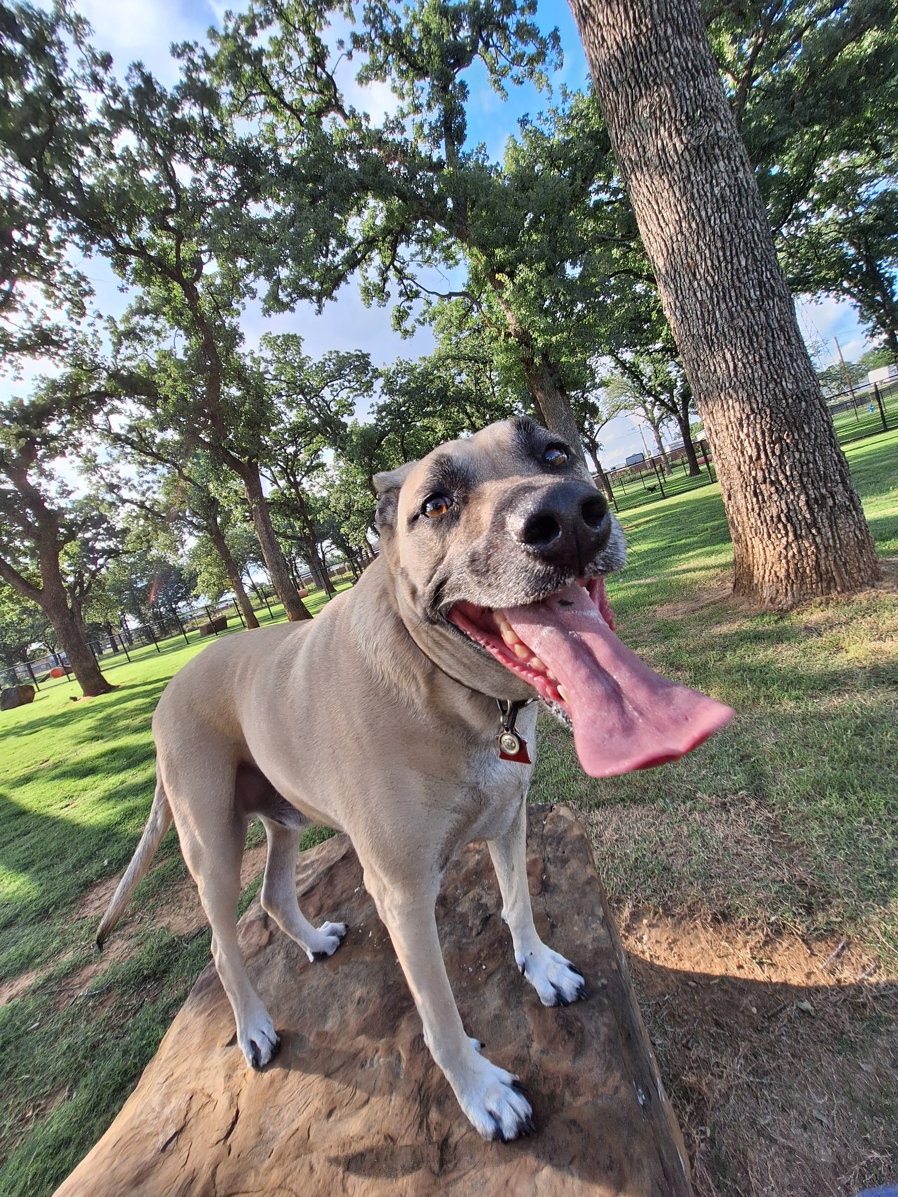 Sent from my GalaxyMy sweet doggie Buster & I, enjoying our time at the Hurst Dog Park on a really nice day. Woof! 🐾Mark Powhatan in Bedford, Tx.