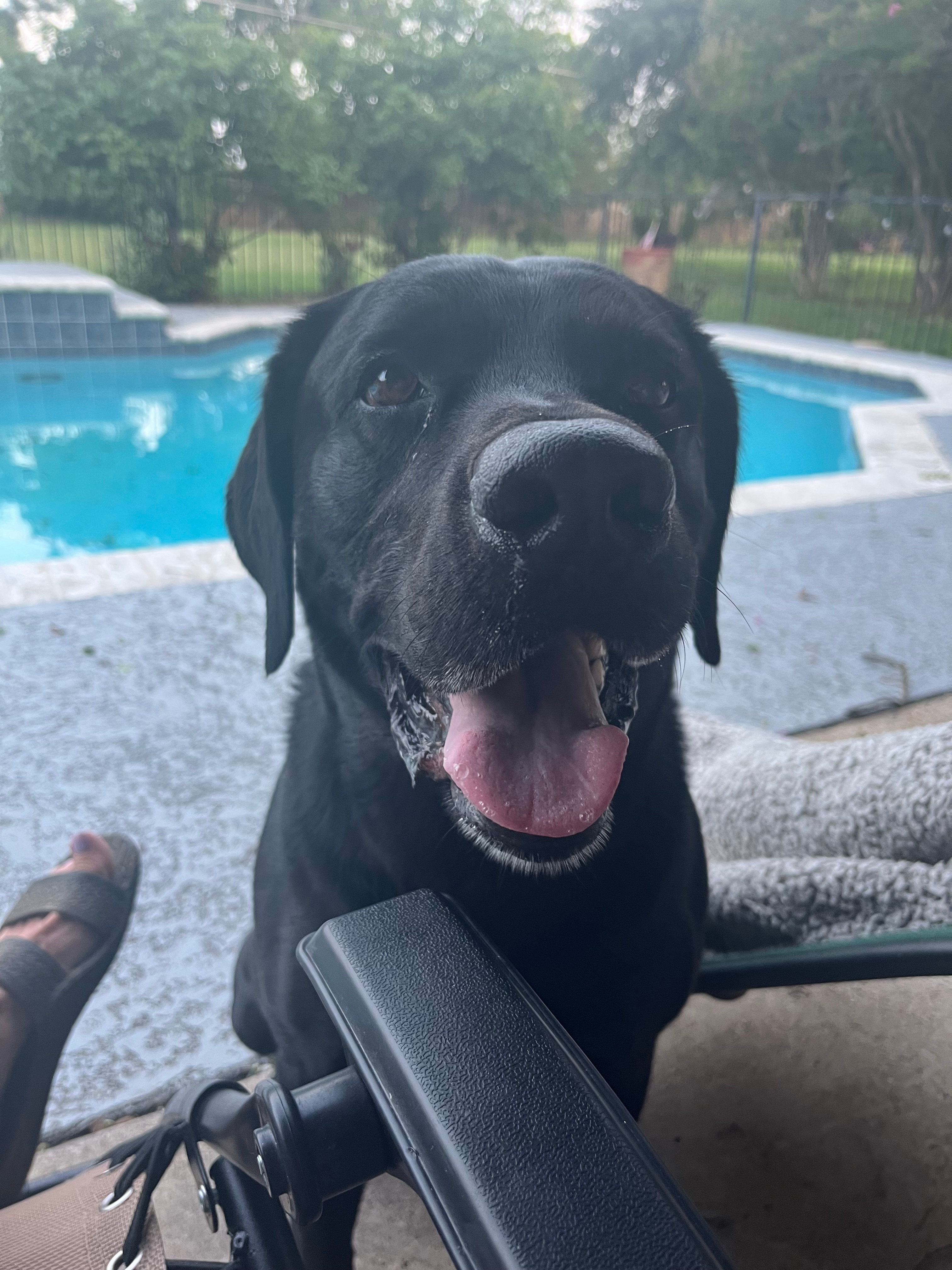 Baylor is our eight-year-old lab/German Shepherd mix rescue, who loves to run along the waves at the beach.