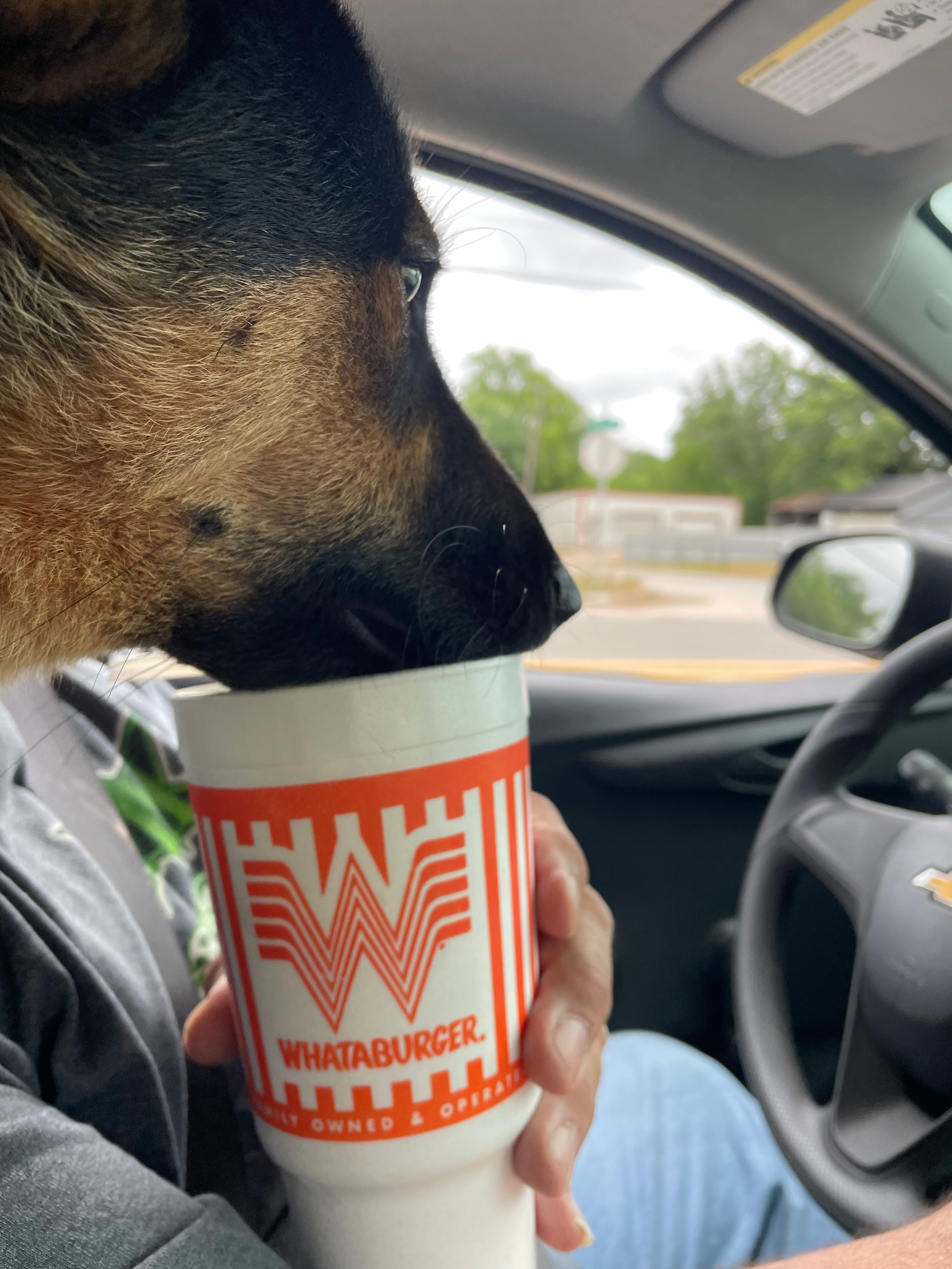 This is how a rescued German Shepard puppy out of Los Angeles fires, surviving heat in North Texas what a burger stop he even barks at the sign he’s getting his favorite H20 with extra ice.