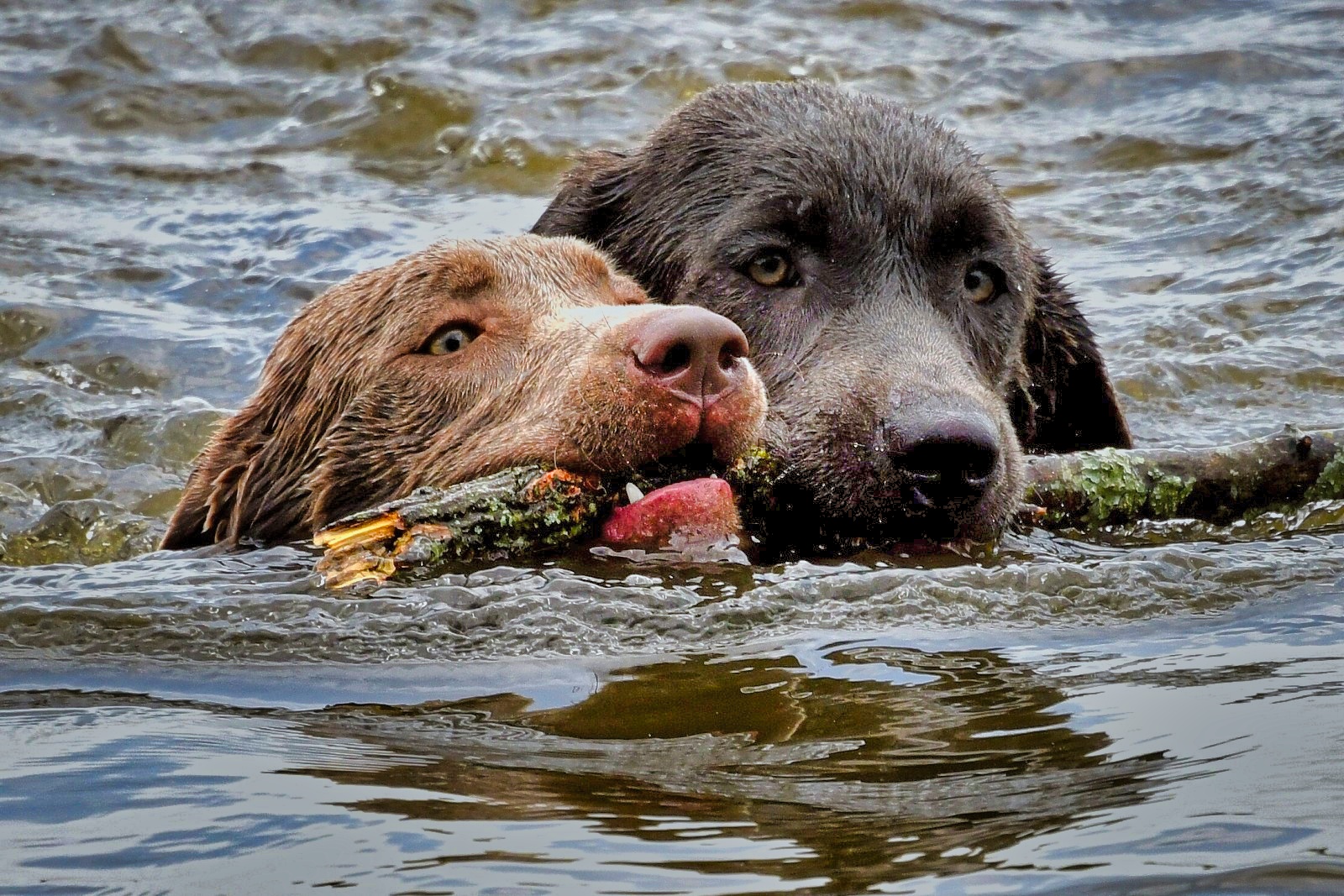 “Best Buds” – Two neighborhood dogs making a splash while retrieving the same stick together. I photographed the two dogs while on a photo walk at a local reservoir.<br>Royse City, TX <br>Ray Testa Photography