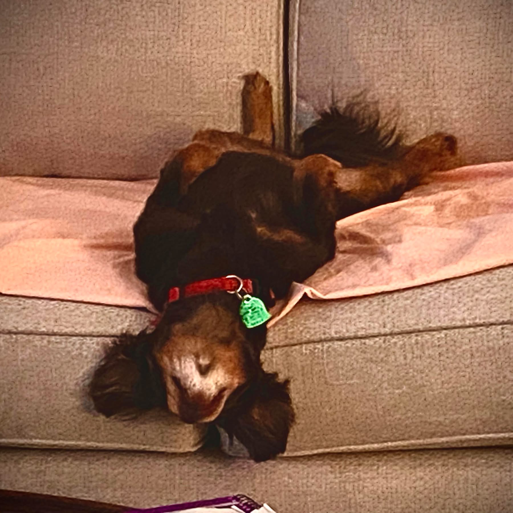 Coco Bolton chilling on a hot summer’s day  she is a rescue and sleeps like this all the time!<br><br>Her Mom and Dad, Thomas & Donna Bolton