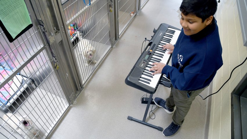 Yuvi Agarwal, the founder of Wild Tunes, which aims to soothe stressed shelter animals with live music, plays the keyboard at the Denver Animal Shelter, on Friday, May 30, 2025. (AP Photo/Thomas Peipert)