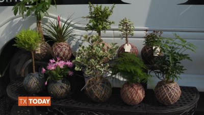 Turn plants into living sculptures