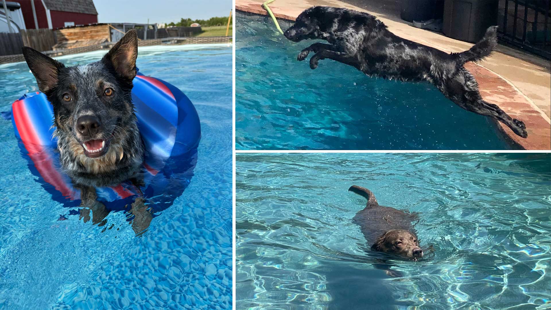 Dog Days of Summer 2025