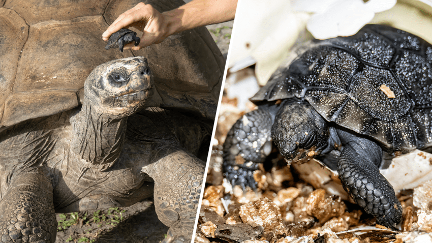 Goliath, a 517-pound (234-kilogram) Galapagos tortoise at Zoo Miami, became a father for the first time earlier this month, zoo officials said.