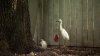 Egrets stir controversy in North Texas neighborhood amid nesting season