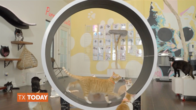 How this CEO's Love for His Childhood Cat Inspired Him to Help Cat Parents Everywhere With PrettyLitter