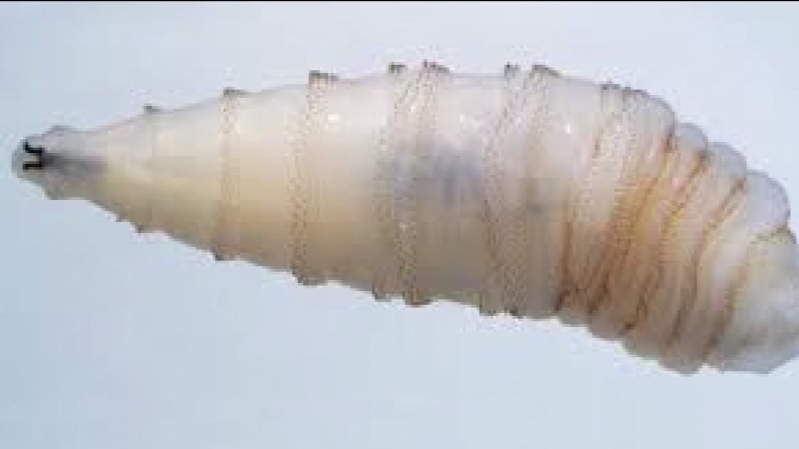 Worm Infested Cc Killer parasite poses threat to Texas cattle industry – NBC 5 Dallas ...