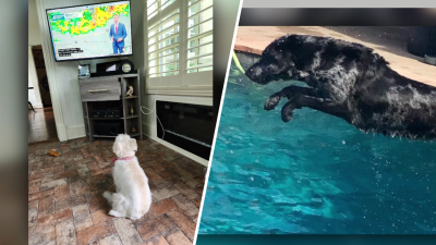 Dog Days of Summer: Layla and Raisin