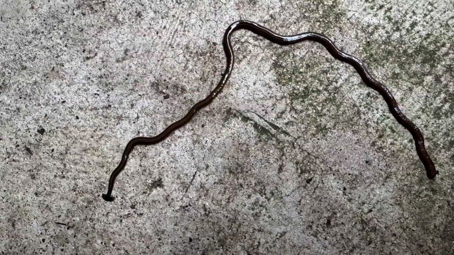 Here’s what to do if you see a toxic, invasive hammerhead worm – NBC 5 ...