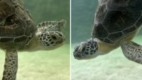 A split image of two green sea turtles swimming toward each other
