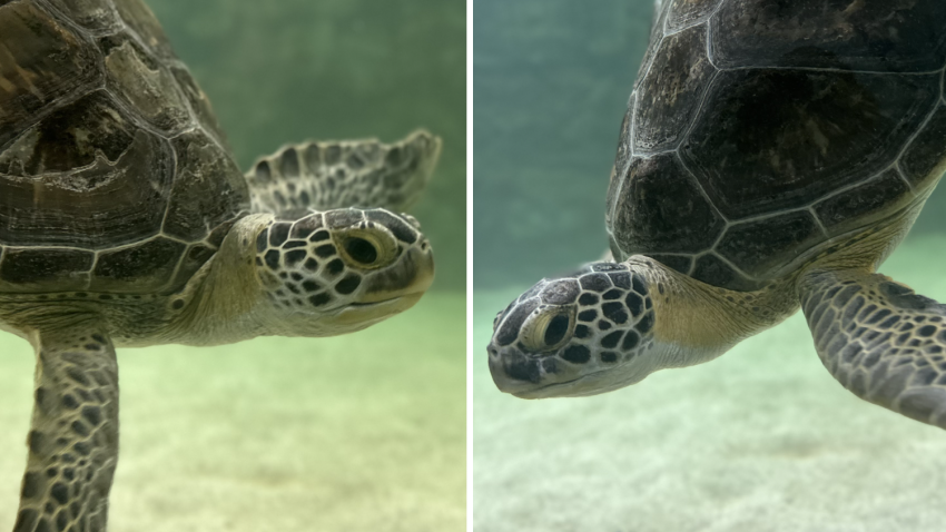 A split image of two green sea turtles swimming toward each other