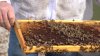 As property taxes rise, Texans turn to bees to find savings