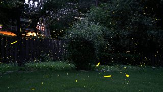 Fireflies light up summer skies. But the glowing bugs are still on the decline