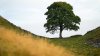 Vandals sentenced to prison after felling tree famous for cameo in ‘Robin Hood'