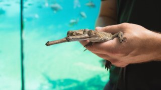 Fort Worth Zoo hatches endangered species for third year in a row