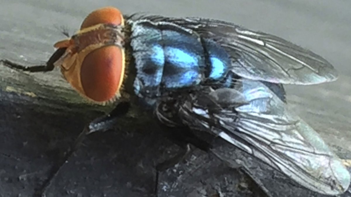 USDA to breed, drop billions of flies from planes to fight flesh-eating maggots